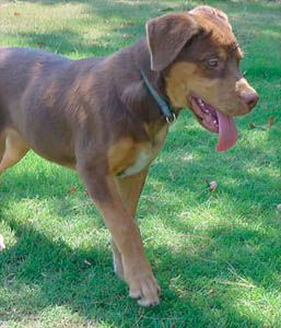 R Ck Kennels Rare Rotts